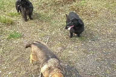 Mały, pogodny Gustaw, grzeczny i przyjazny adopcja