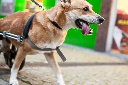 Zorro - sznaucerowaty, przystojny pies :),  warmiń, Olsztyn
