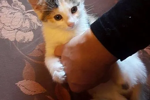 Kociak słodka piękność mała Georginia szuka kochaj