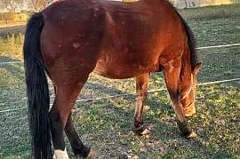 Sprzedam klacz I ogierka w typie huculskim
