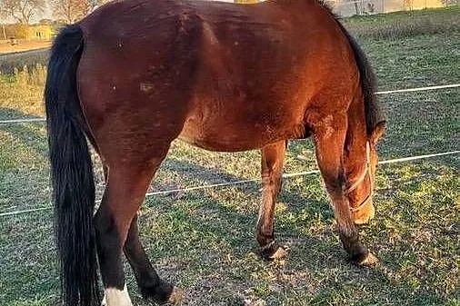 Sprzedam klacz I ogierka w typie huculskim