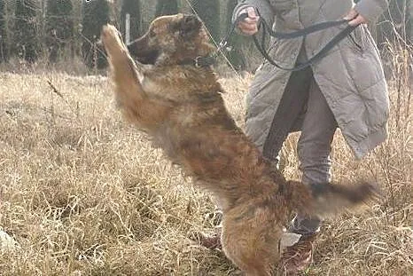 CARLOS wyjątkowo grzeczny młodzieniec szuka domu, 