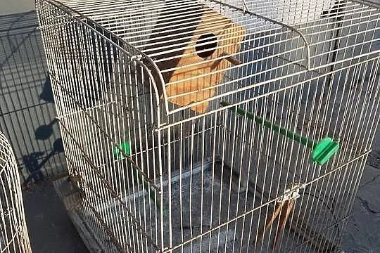 2 stare duże klatki dla gryzoni, ptaków, Śląskie, Bytom