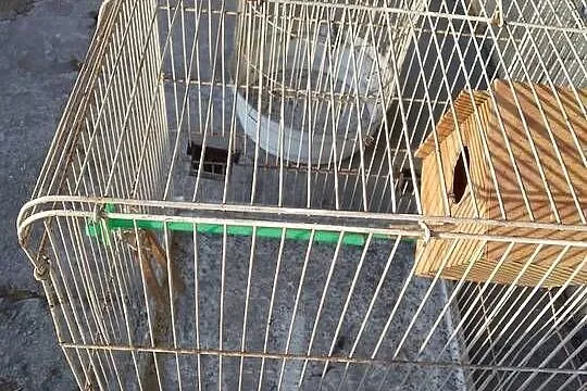 2 stare duże klatki dla gryzoni, ptaków, Śląskie, Bytom