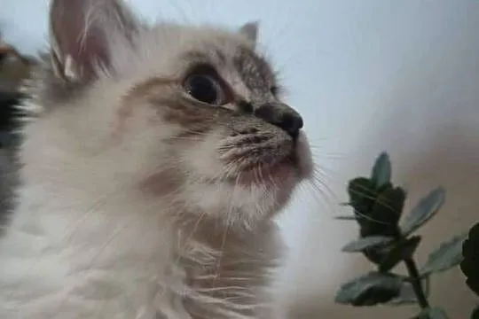 Ragdoll wystawowo-hodowlany, Podkarpackie, Rzeszów