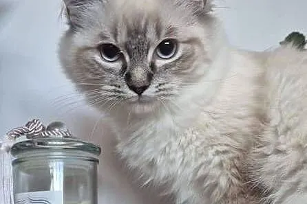 Ragdoll wystawowo-hodowlany, Podkarpackie, Rzeszów