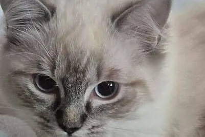 Ragdoll wystawowo-hodowlany, Podkarpackie, Rzeszów