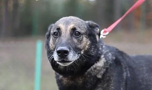 Szarik - poleca siędo adopcji!!!, pomorskie Gdańs