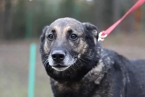 Szarik - poleca siędo adopcji!!!, pomorskie Gdańsk