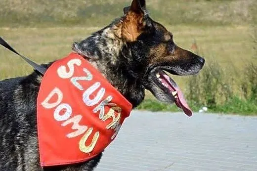 Szarik - poleca siędo adopcji!!!,  pomorskie Gdańs
