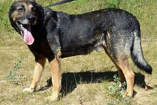 Szarik - poleca siędo adopcji!!!,  pomorskie Gdańs