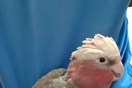 Papugi Kakadu Różowe ręcznie karmione