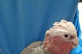 Papugi Kakadu Różowe ręcznie karmione, Małopolskie, Kraków