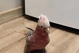 Papugi Kakadu Różowe ręcznie karmione, Małopolskie, Kraków