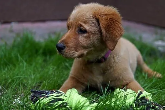 Szczeniak Golden Retriever