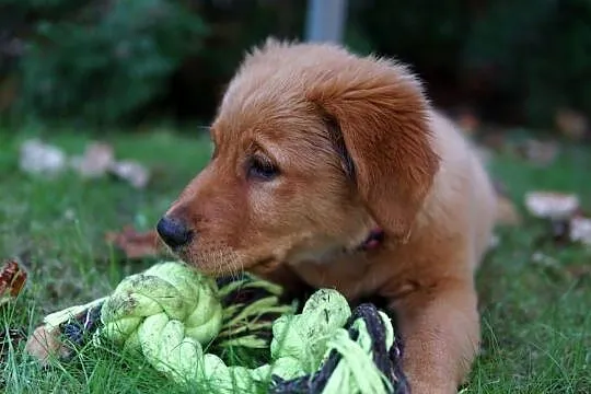 Szczeniak Golden Retriever, Podkarpackie, Rzeszów