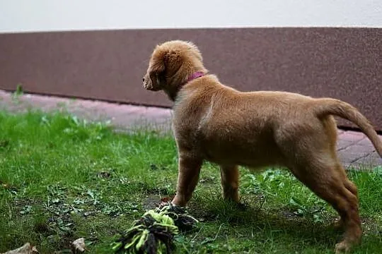 Szczeniak Golden Retriever, Podkarpackie, Rzeszów