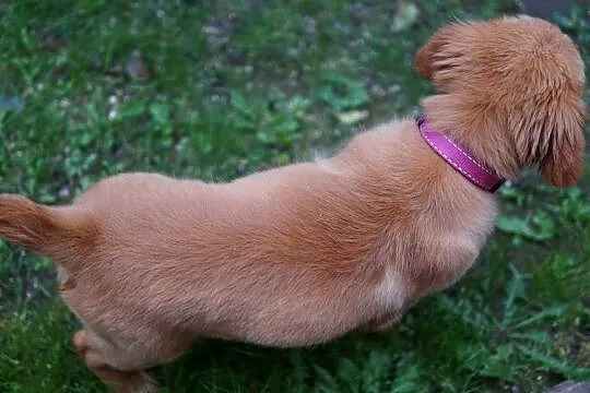 Szczeniak Golden Retriever, Podkarpackie, Rzeszów