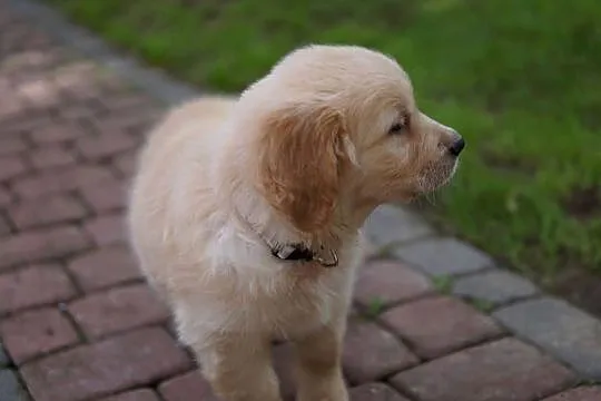 Szczeniak Golden Retriever, Podkarpackie, Rzeszów