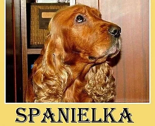 Spanielka,suczka,grzeczna,lubi zwierzęta, traci do