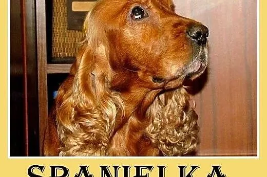 Spanielka,suczka,grzeczna,lubi zwierzęta, traci do