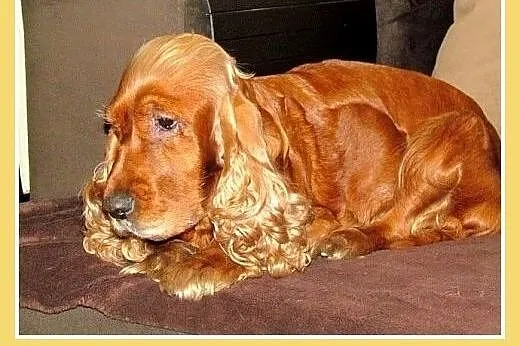 Spanielka,suczka,grzeczna,lubi zwierzęta, traci do