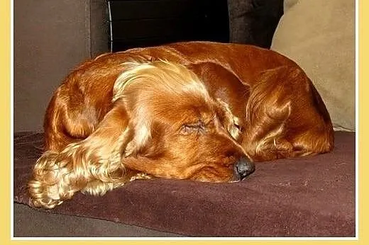 Spanielka,suczka,grzeczna,lubi zwierzęta, traci do