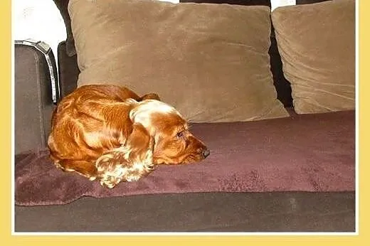 Spanielka,suczka,grzeczna,lubi zwierzęta, traci do