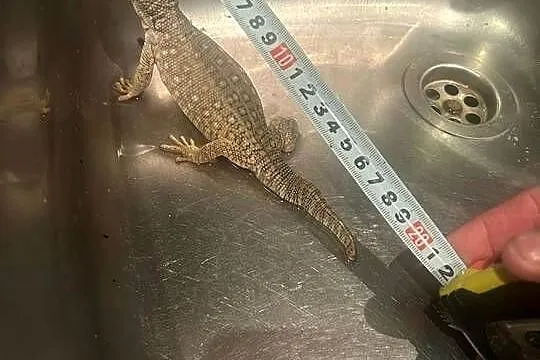 Waran Stepowy, Śląskie, Ruda Śląska