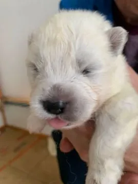Niesamowite szczenięta Samoyeda. napisz do mnie na WhatsApp: +44 7453 907158, , Kencerowo
