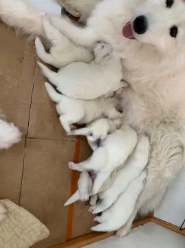 Niesamowite szczenięta Samoyeda. napisz do mnie na WhatsApp: +44 7453 907158, , Kencerowo