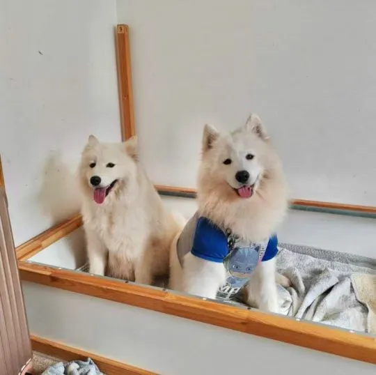Niesamowite szczenięta Samoyeda. napisz do mnie na WhatsApp: +44 7453 907158, , Kencerowo