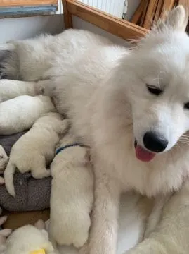 Niesamowite szczenięta Samoyeda. napisz do mnie na WhatsApp: +44 7453 907158, , Kencerowo