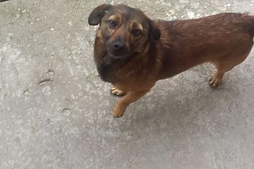 Porzucony piesek w typie jamnika pilny dt lub ds a