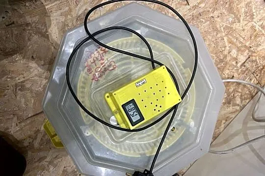 Sprzedam inkubator cleo 5
