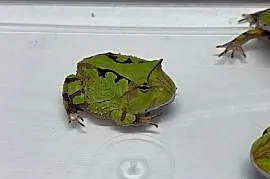 Ceratophrys cornuta