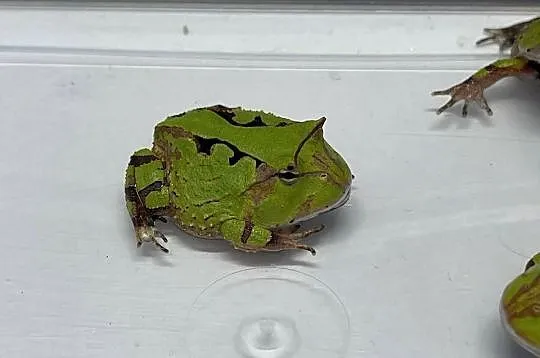 Ceratophrys cornuta