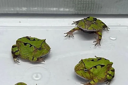 Ceratophrys cornuta, Śląskie, Katowice