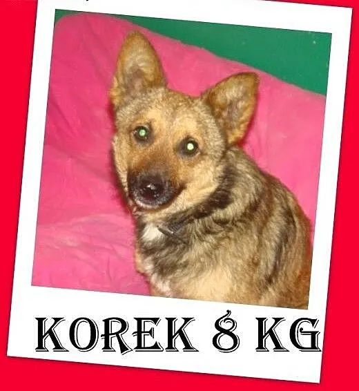 8 kg,wesoły,łagodny,przyjazny piesek KOREK,szczepi