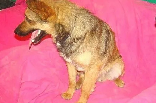 8 kg,wesoły,łagodny,przyjazny piesek KOREK,szczepi