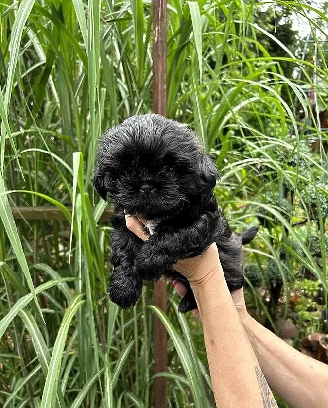 Szczeniaki Shihtzu, Dolnośląskie, Wrocław