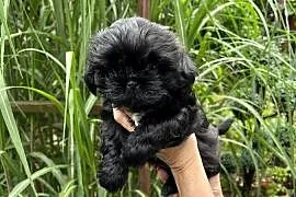 Szczeniaki Shihtzu