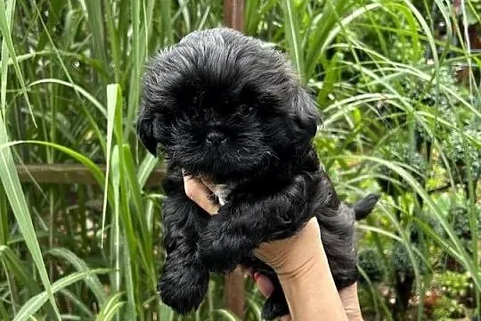 Szczeniaki Shihtzu, Dolnośląskie, Wrocław