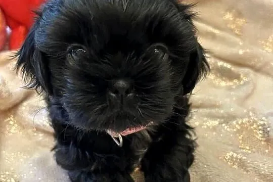 Szczeniaki Shihtzu, Dolnośląskie, Wrocław