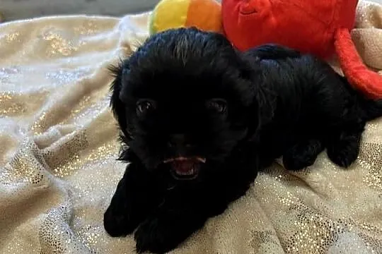 Szczeniaki Shihtzu, Dolnośląskie, Wrocław