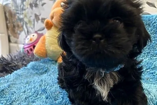 Szczeniaki Shihtzu, Dolnośląskie, Wrocław