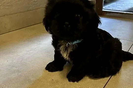 Szczeniaki Shihtzu, Dolnośląskie, Wrocław