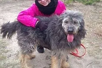 Piękny psiak marzy o kochającym i odpowiedzialnym 