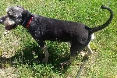 Piękny psiak marzy o kochającym i odpowiedzialnym 