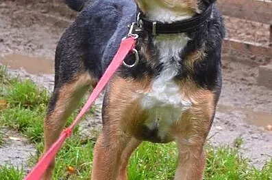 Fiodor - pokorny, uległy, kochany psiak :)